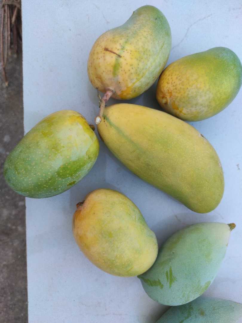 mango