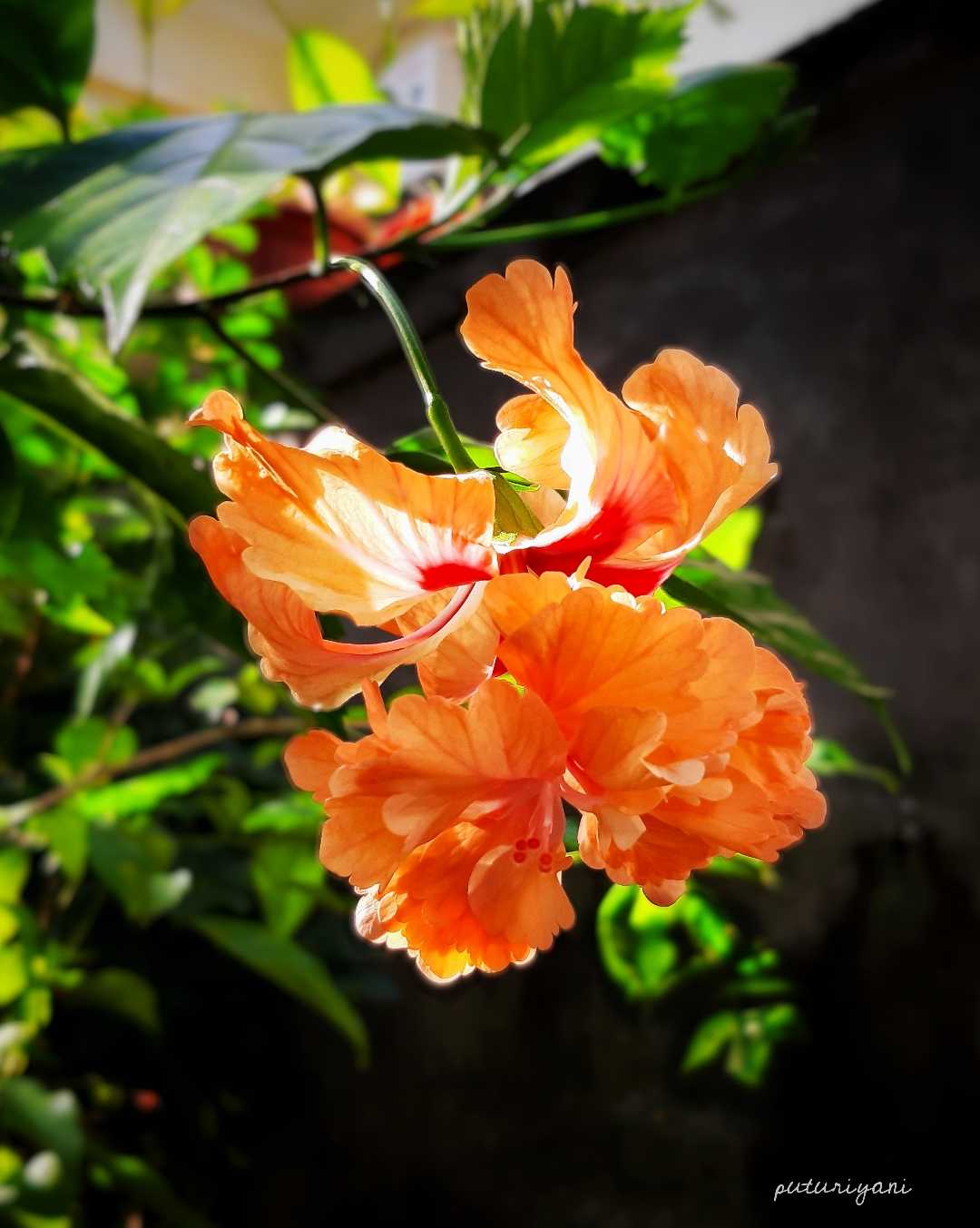Double Layer Orange Hibiscus Flower
