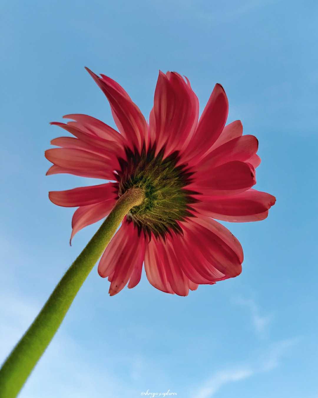 Gerbera Flower