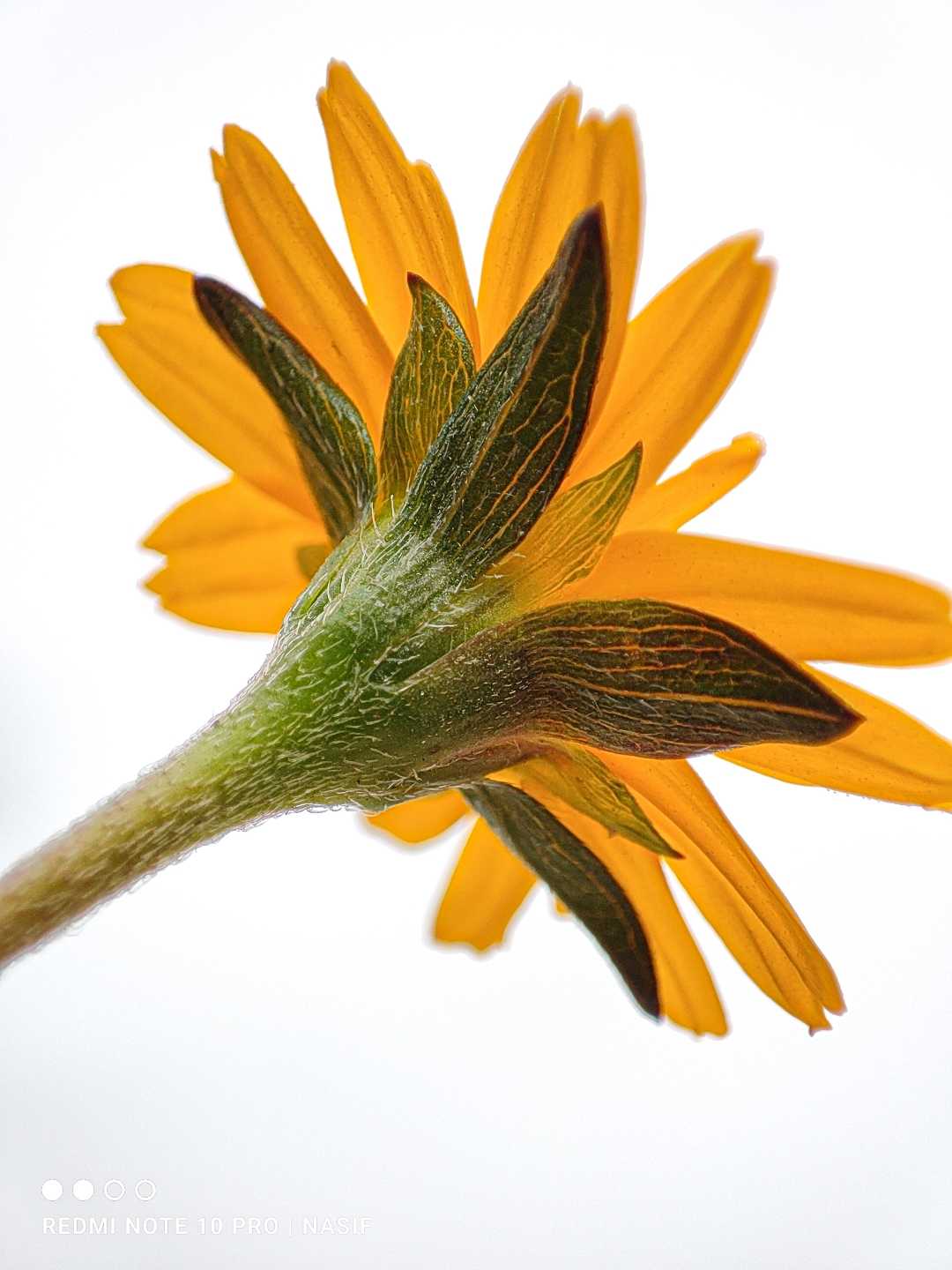 macro of flower❤