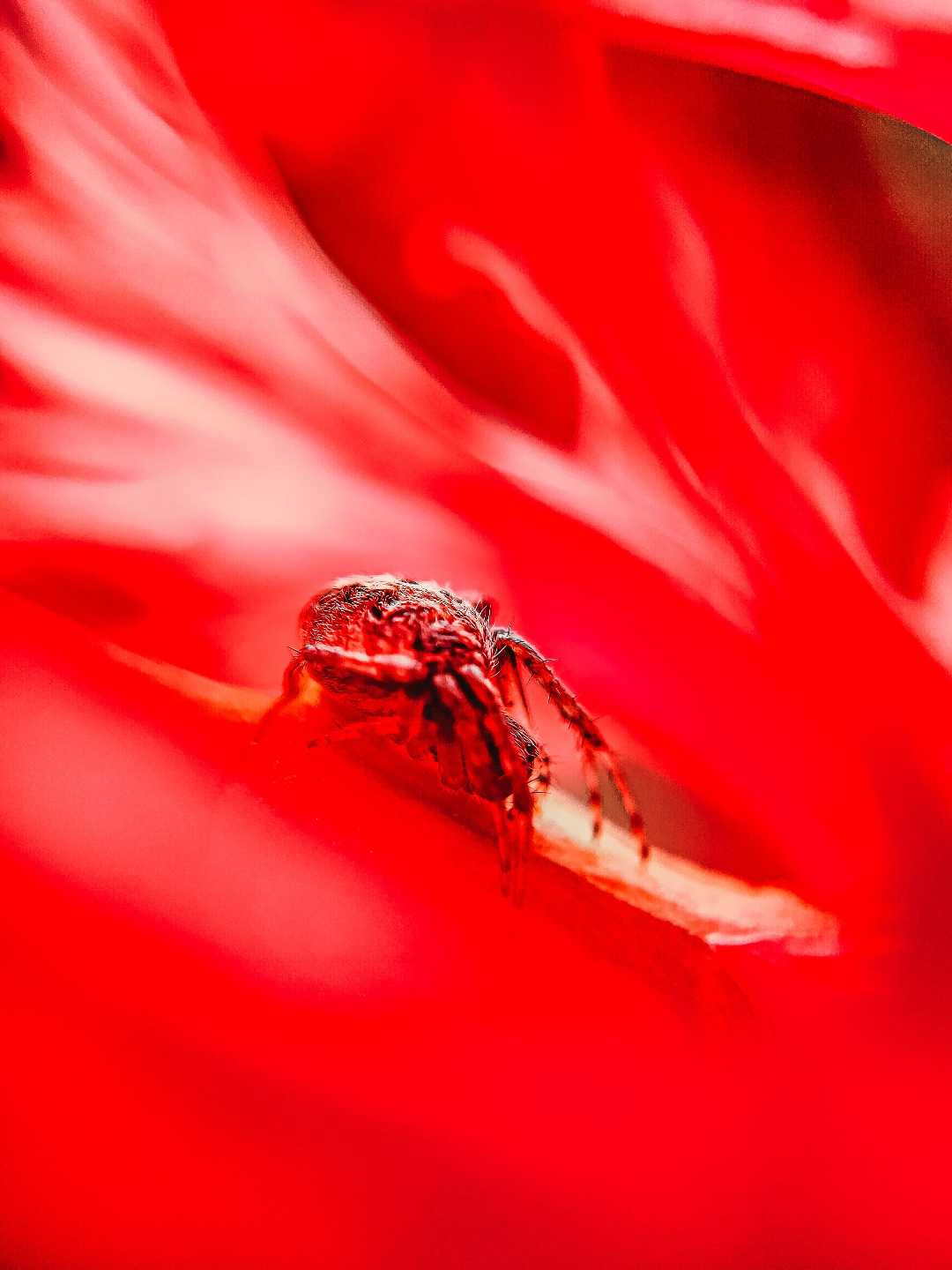 macro