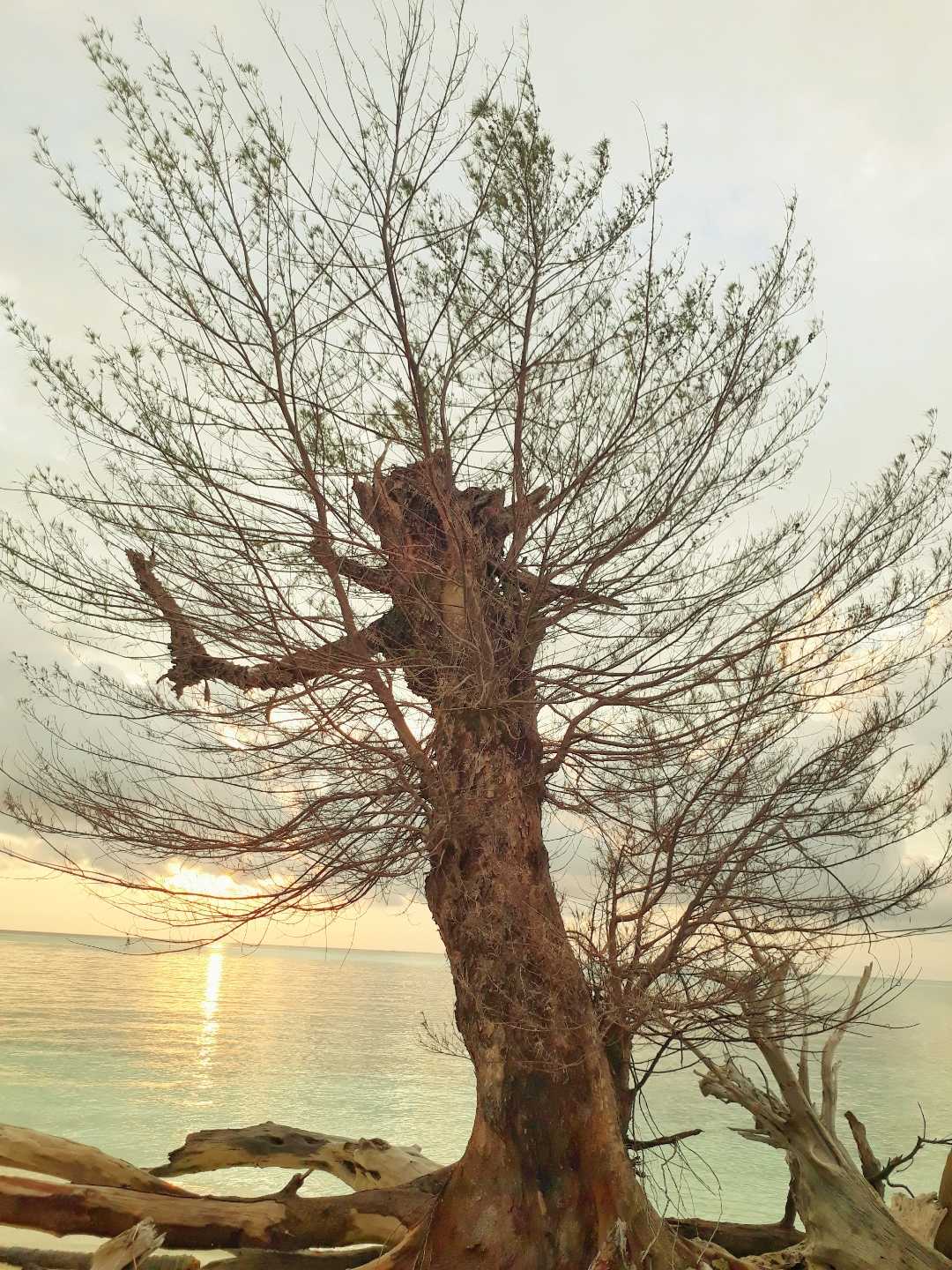 Cemara Laut