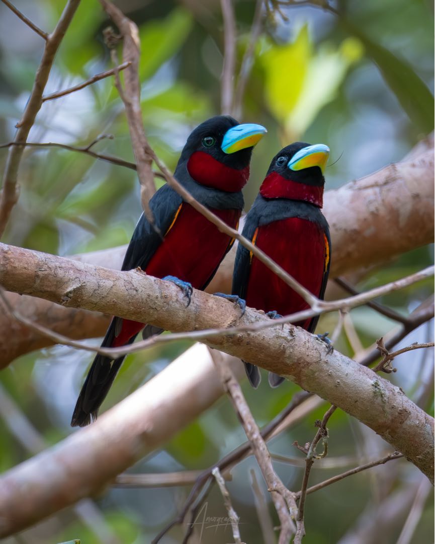 Black and Red Broadbill