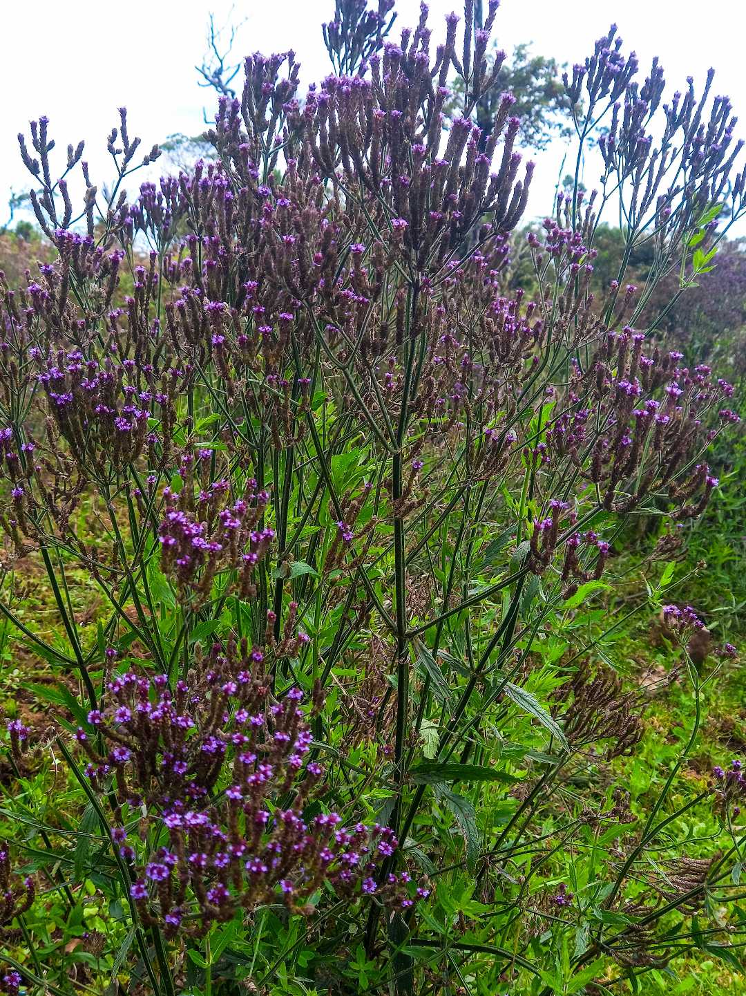 Verbena Brasiliensis