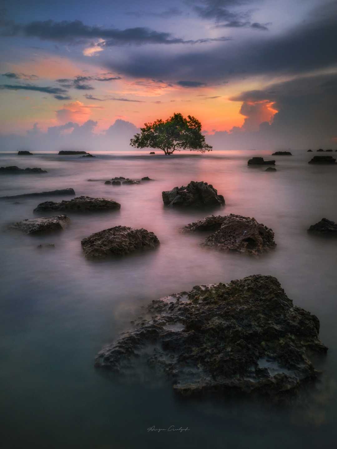 Pohon Jomblo 