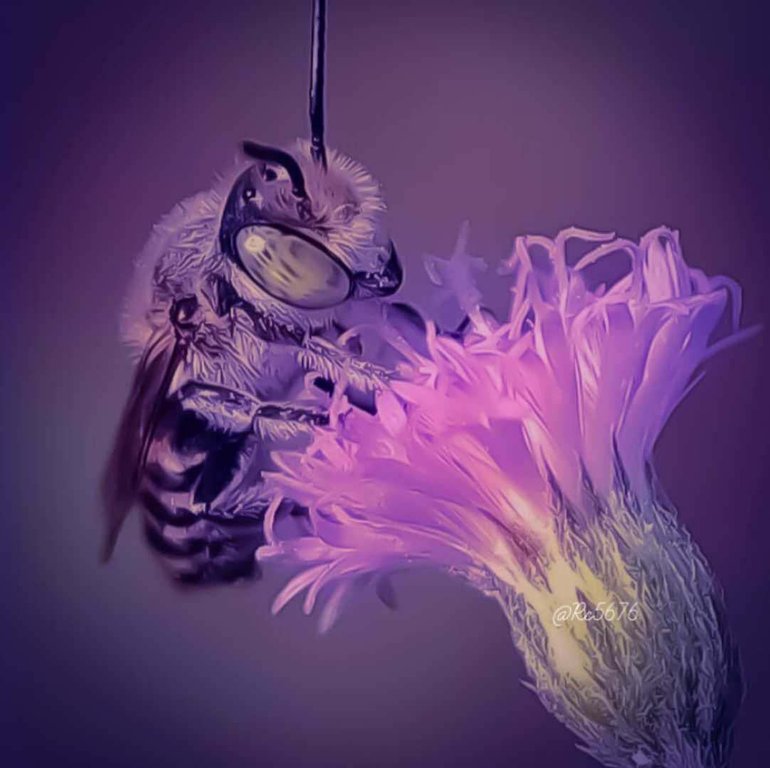 insect