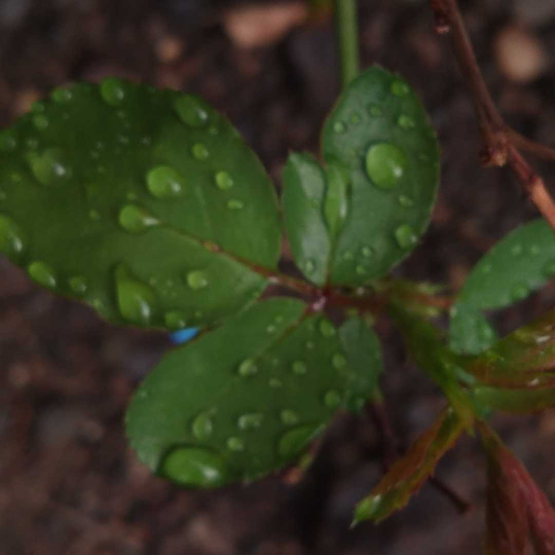 waterdrop