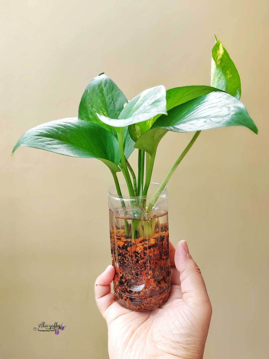 Daun Sirih Gading