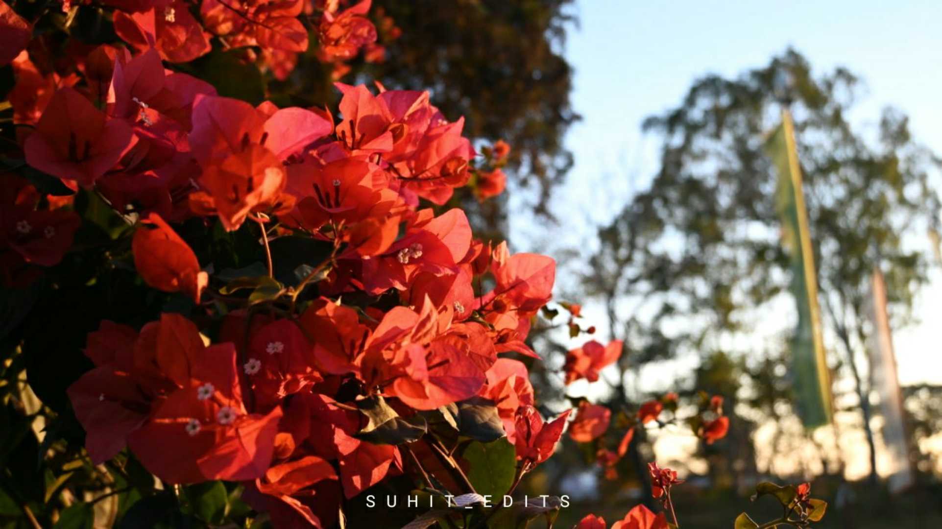 Bougainvillea (বাগান বিলাস)