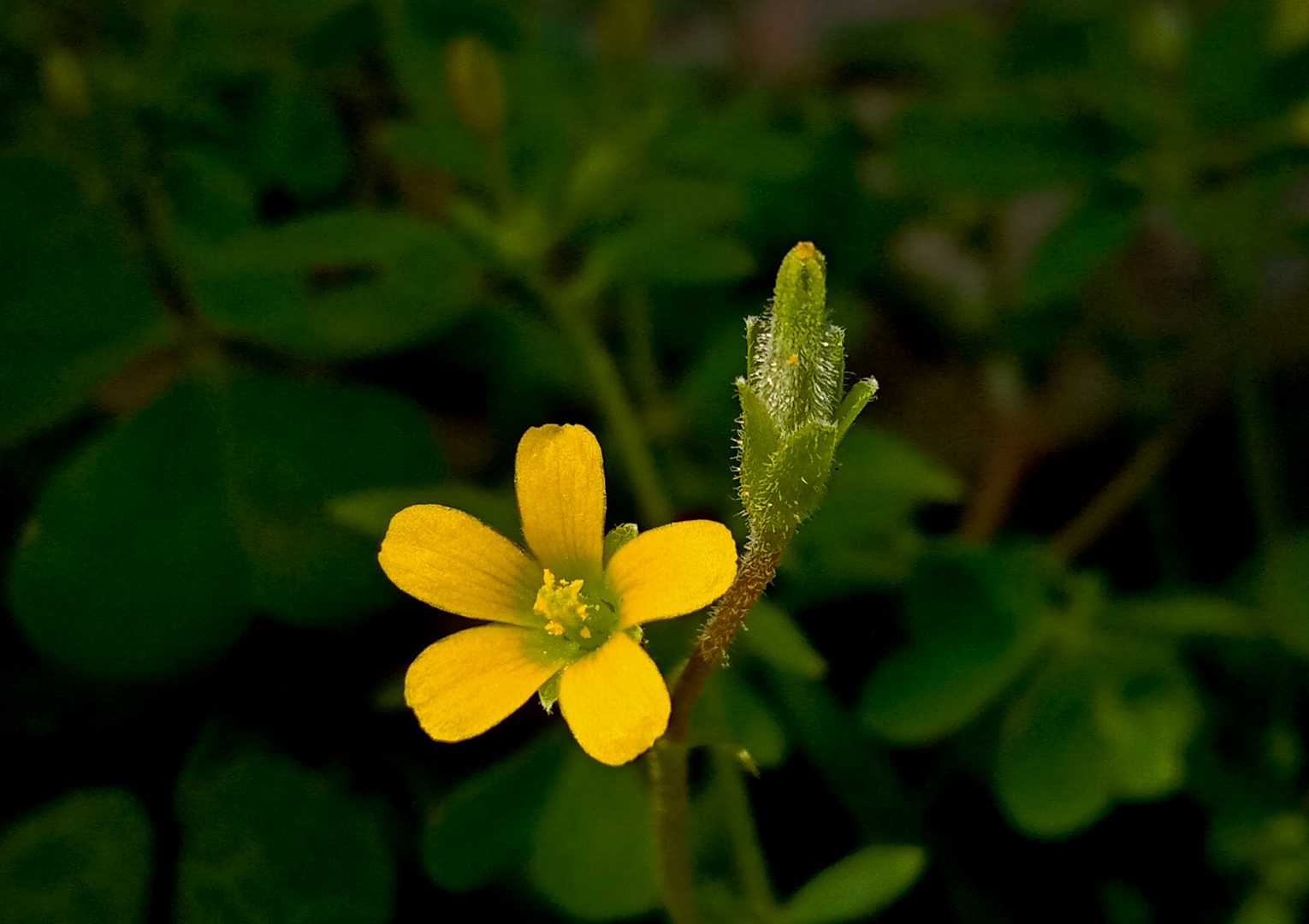 Flower 🌸