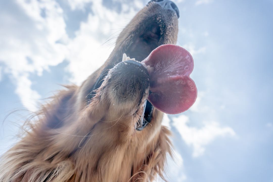 Un corazón canino en el cielo🐾💖✨