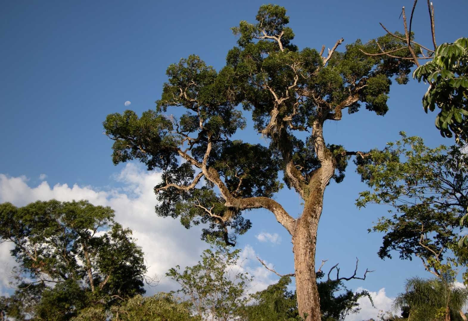 Gigantes del camino