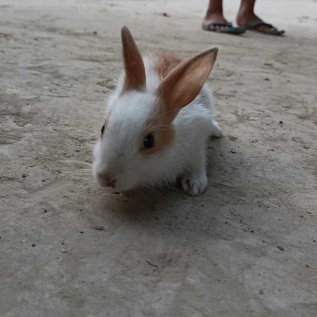 pet bunny 🐰🐇