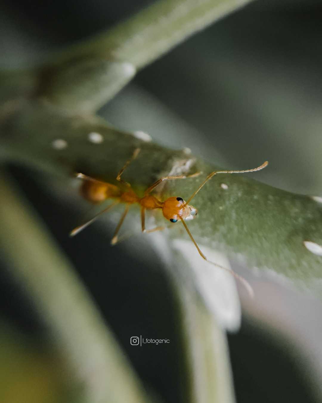 ANT 🐜