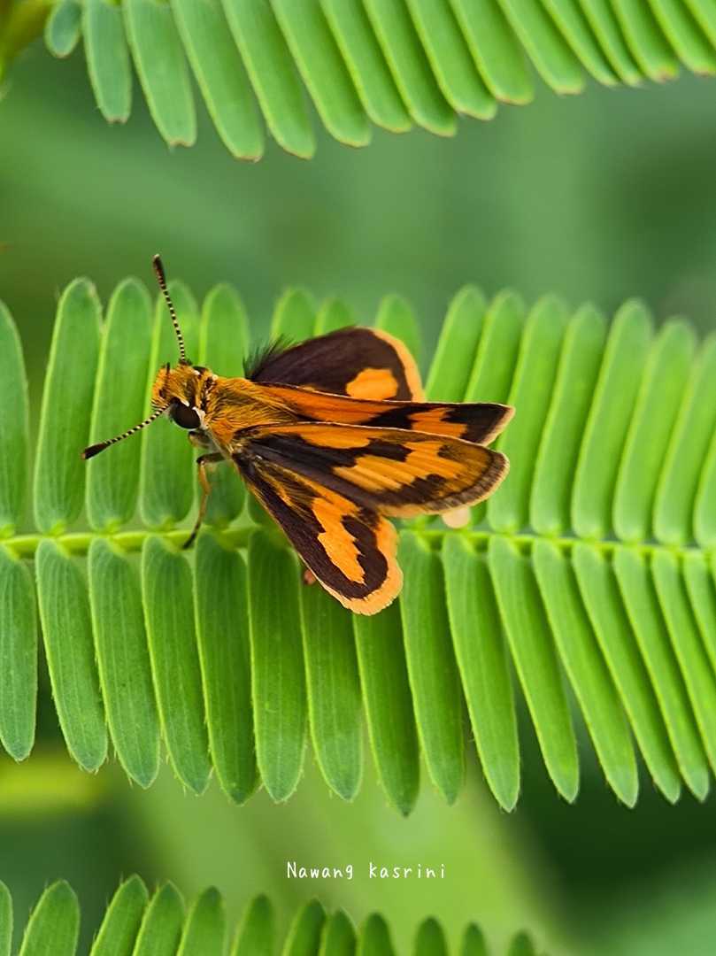 Potanthus omaha