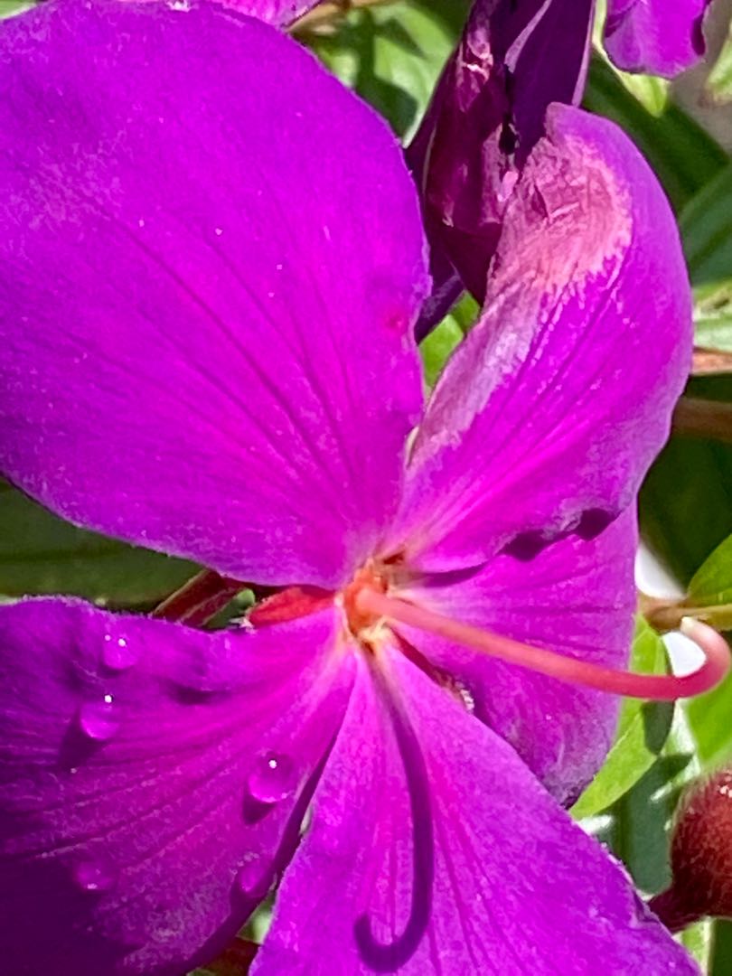 Beautiful Flower 