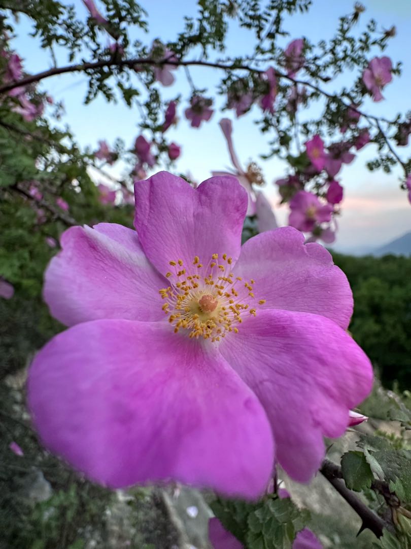 Wildflower 
