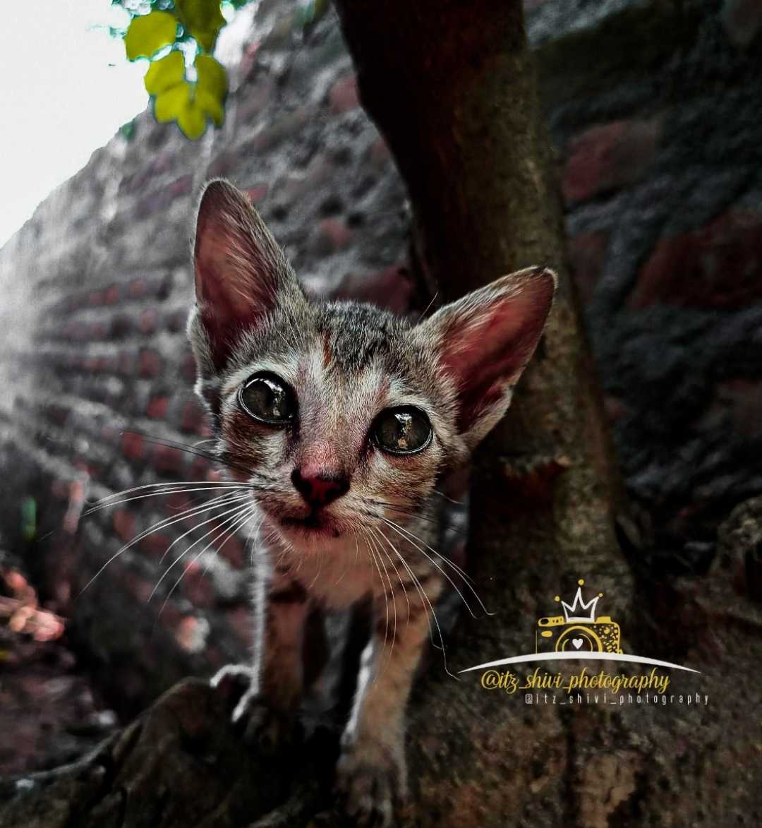 Cat 😺🐈