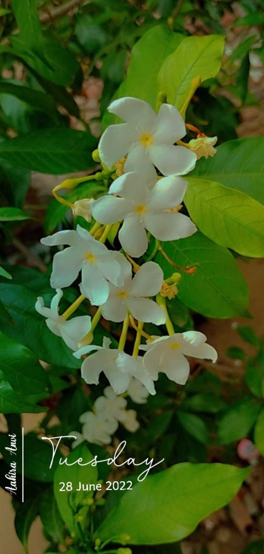 🌼🌼