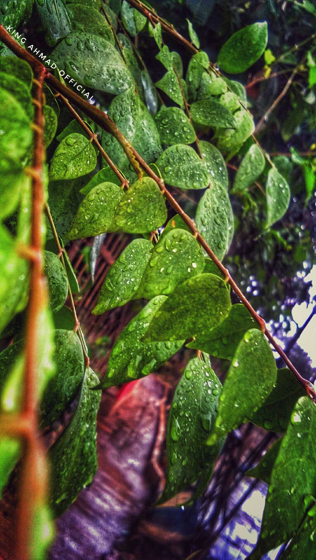 POHON BELIMBING 