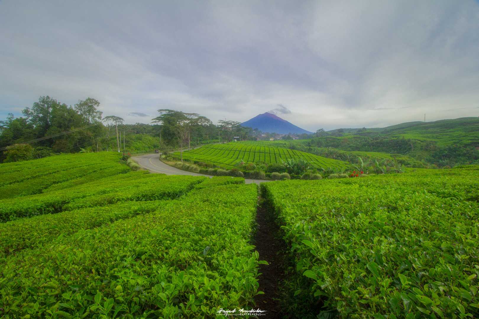 kebun teh kayu aro, kabupaten Kerinci, Jambi