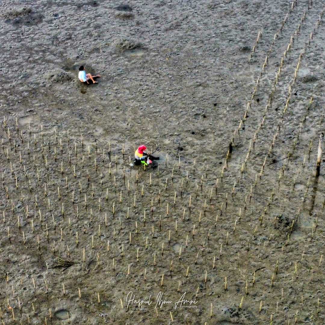 Penanaman mangrove