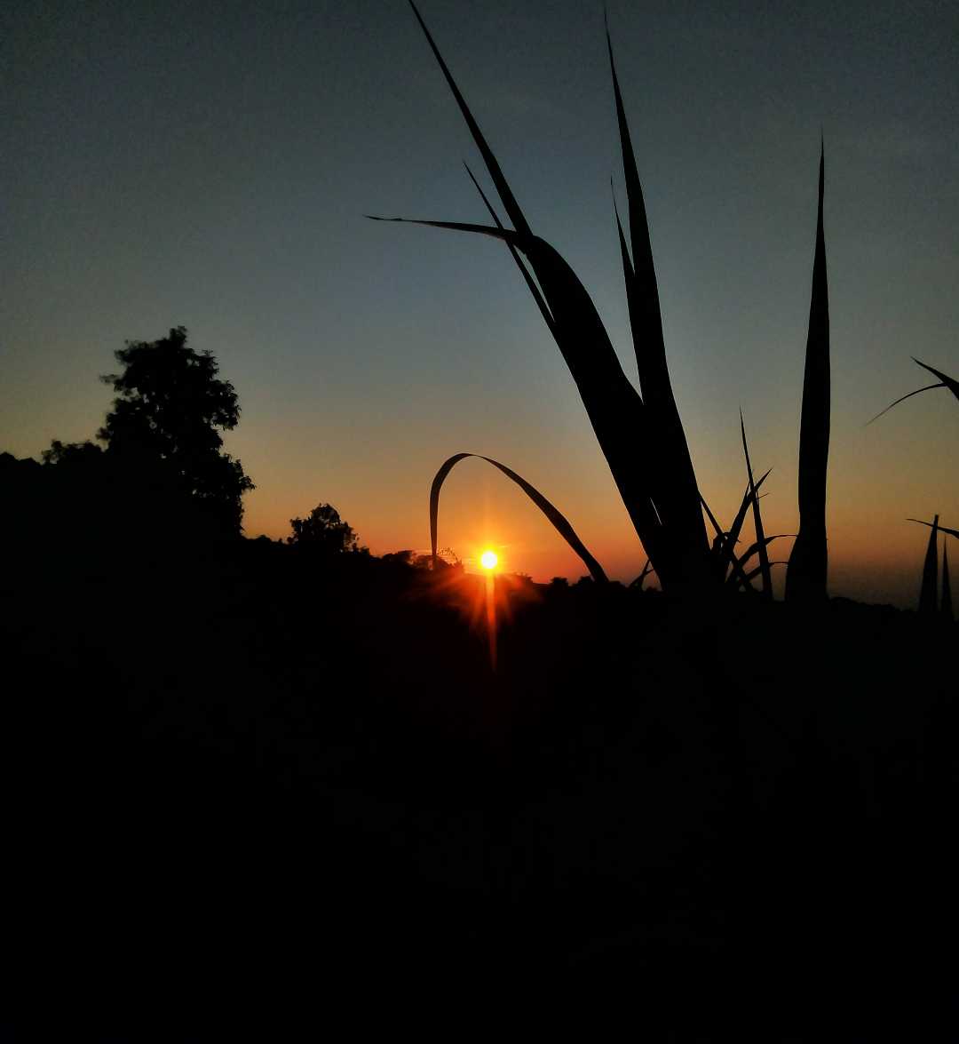 Hay Pagi 