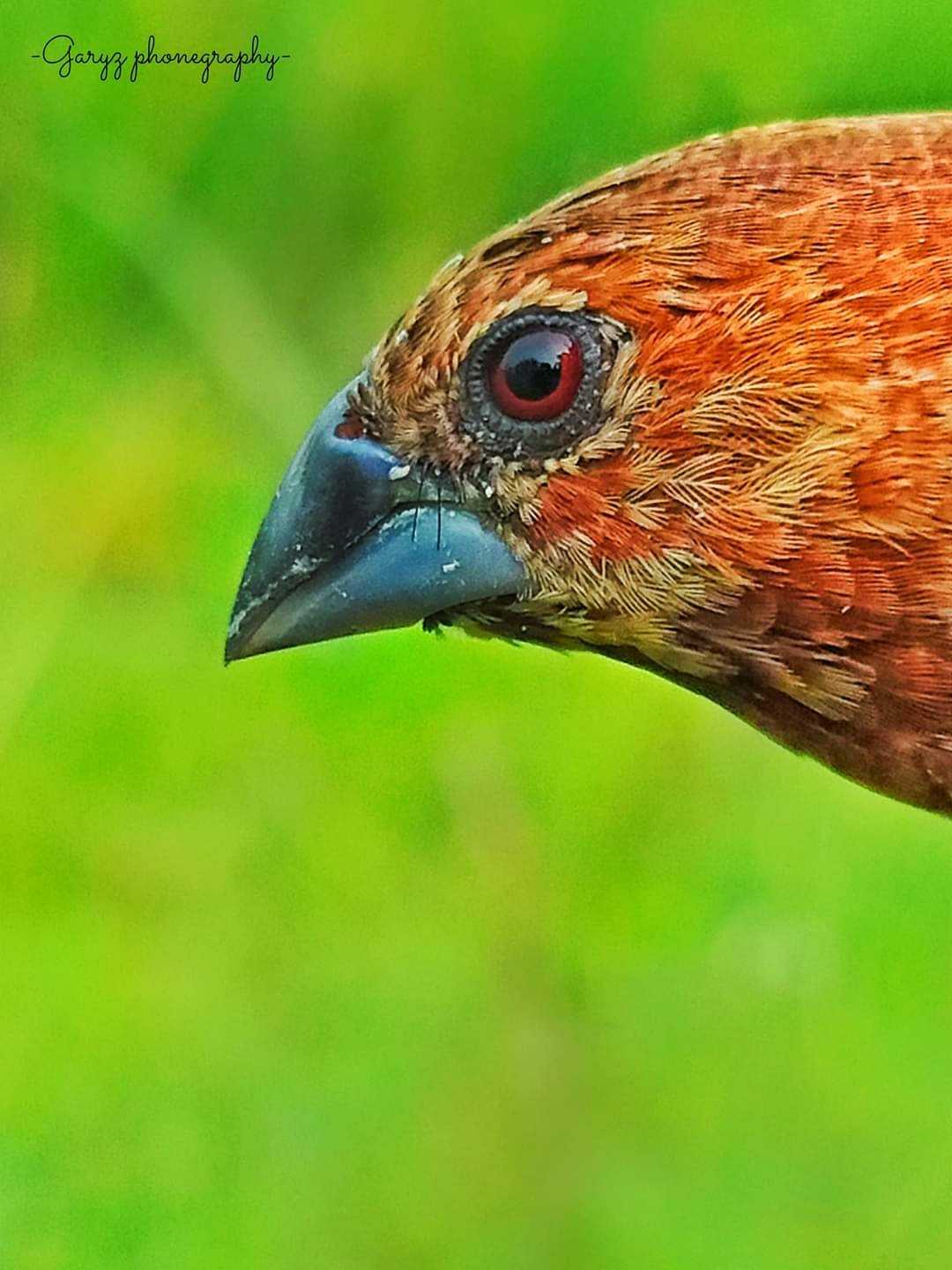 Bondol peking
