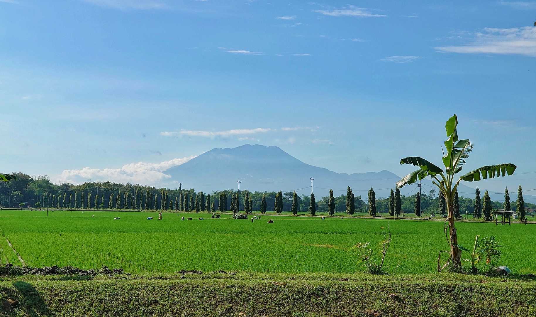Pemandangan Sawah