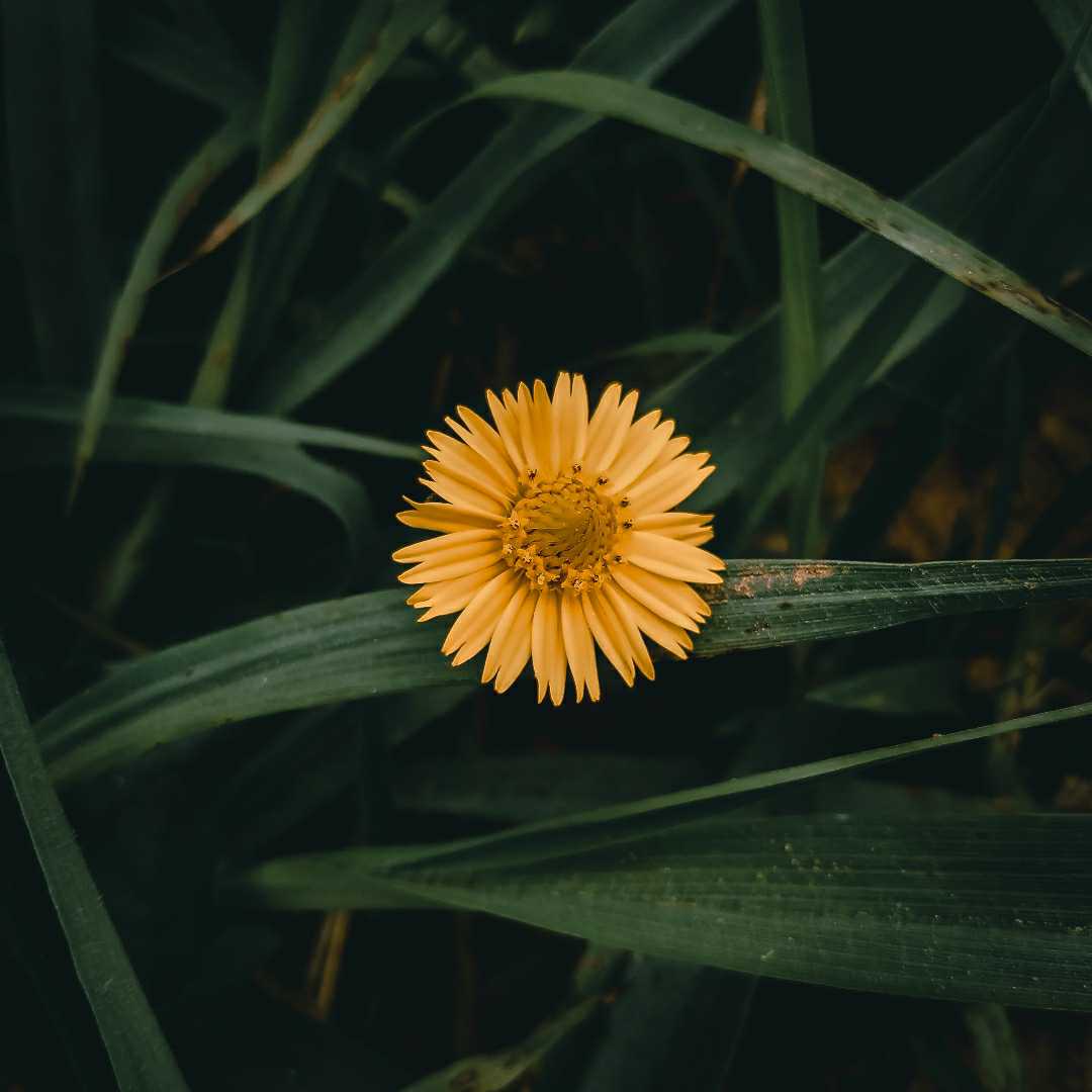 flower....
