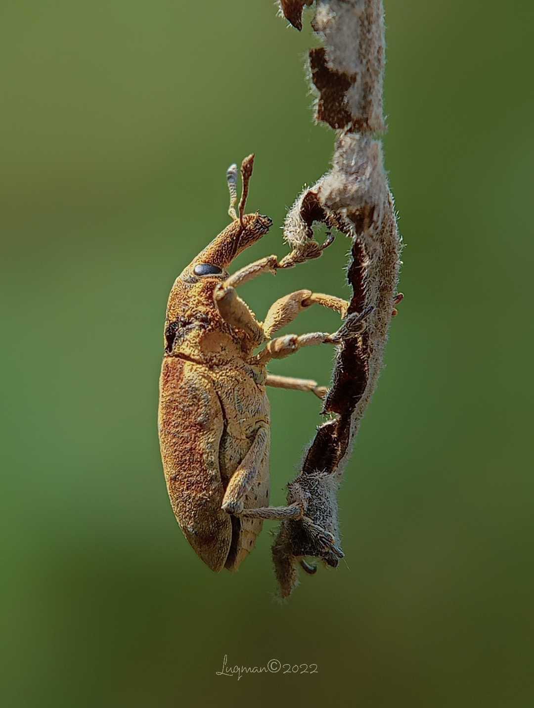 WEEVIL