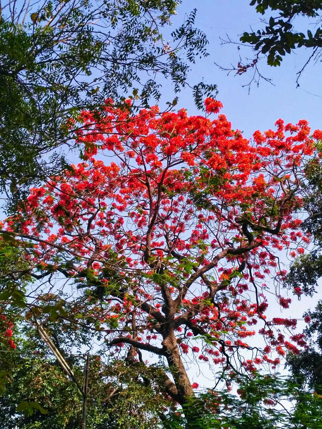 SPRING:-)(NATURE)