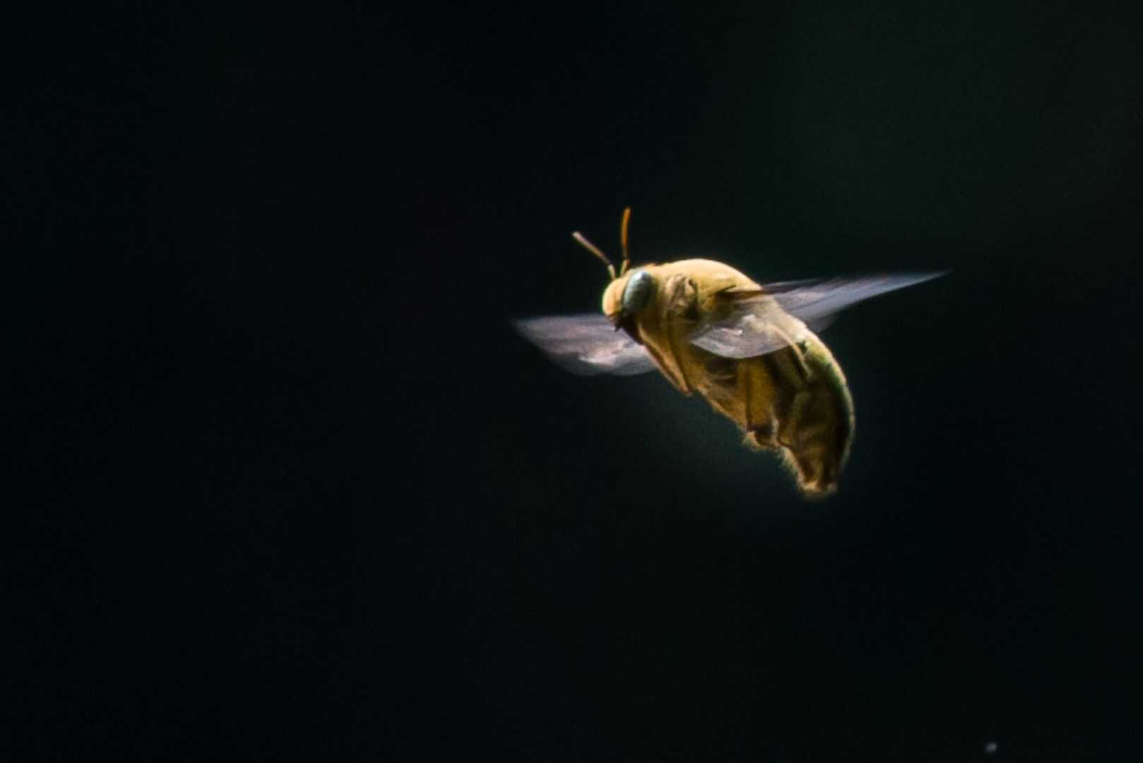 carpenter bee