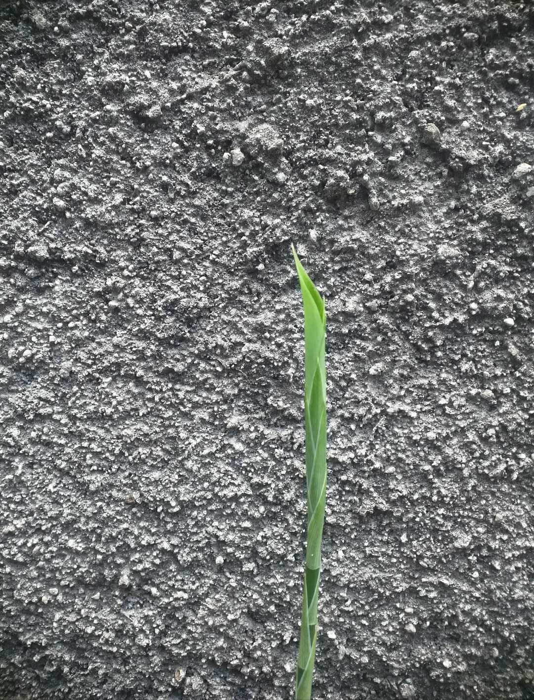 Pucuk Daun