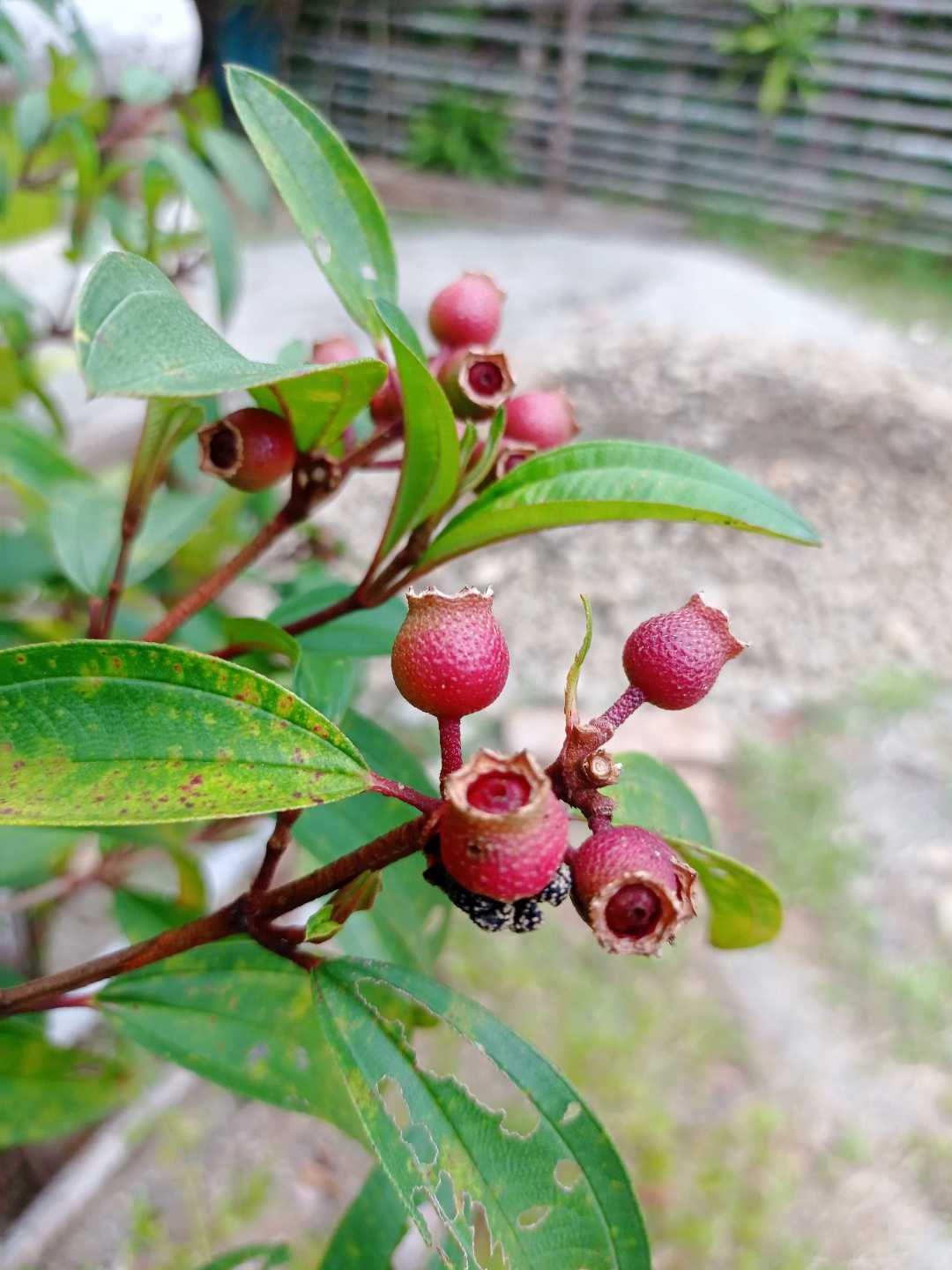Keduduk Fruit