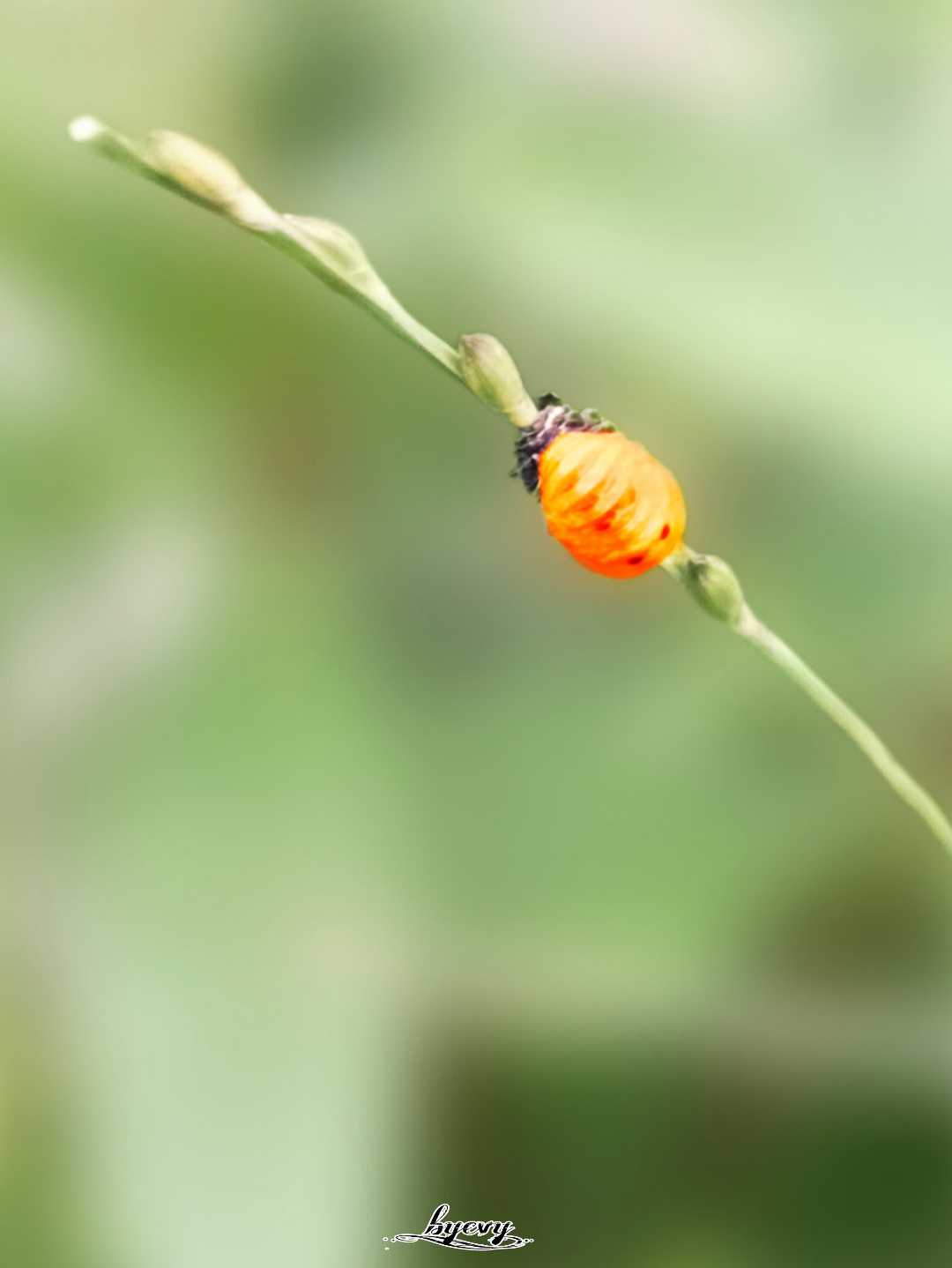 Leptinotarsa decemlineata