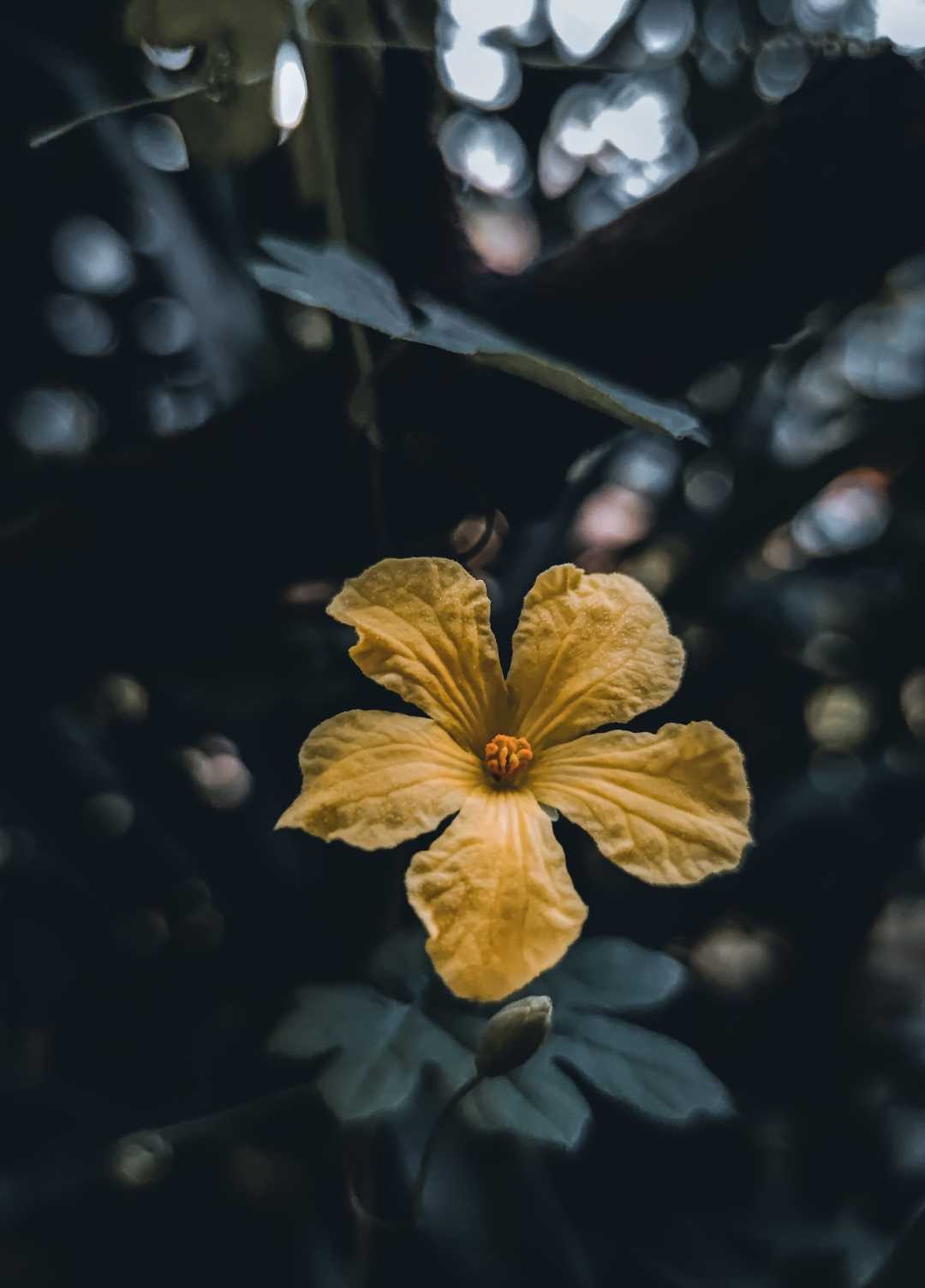 "Bitter Gourd Flowers"