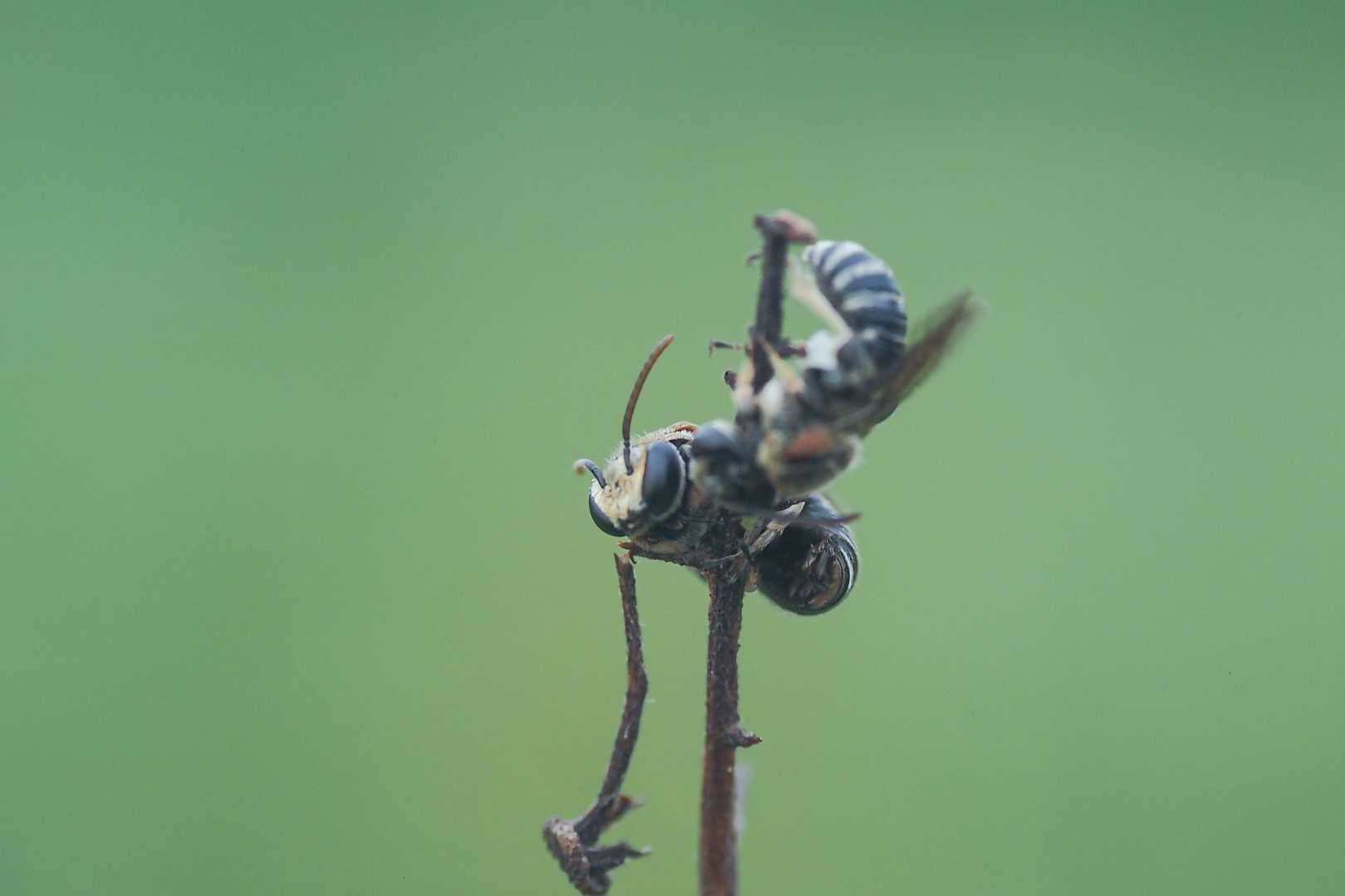 Duo lebah Nomia 