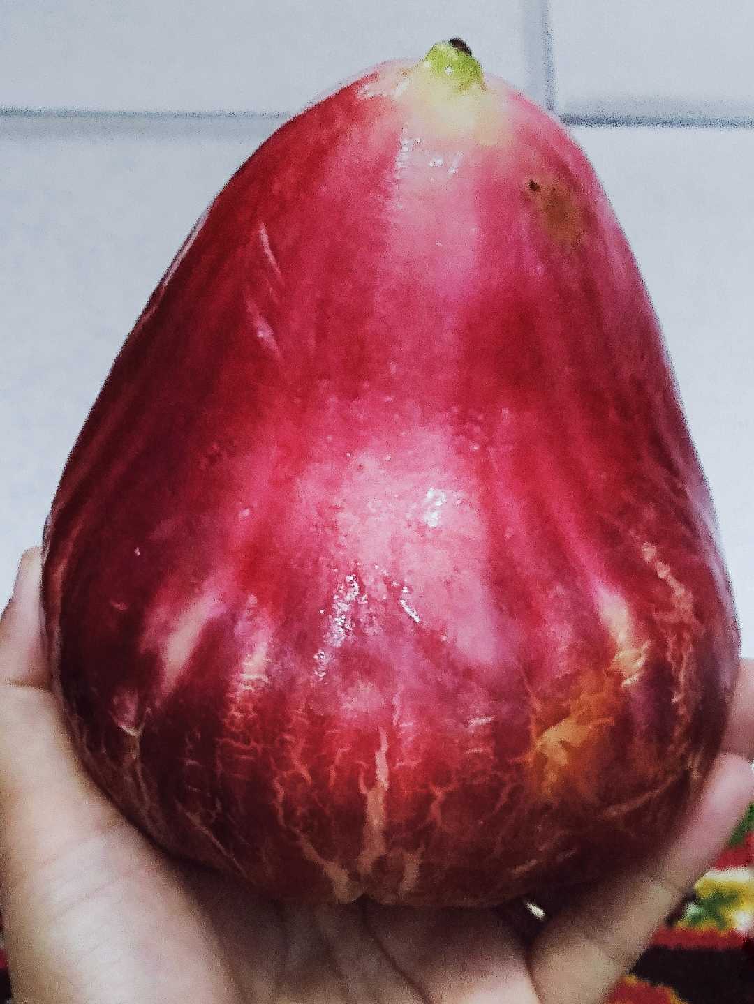 Jambu Jamaika