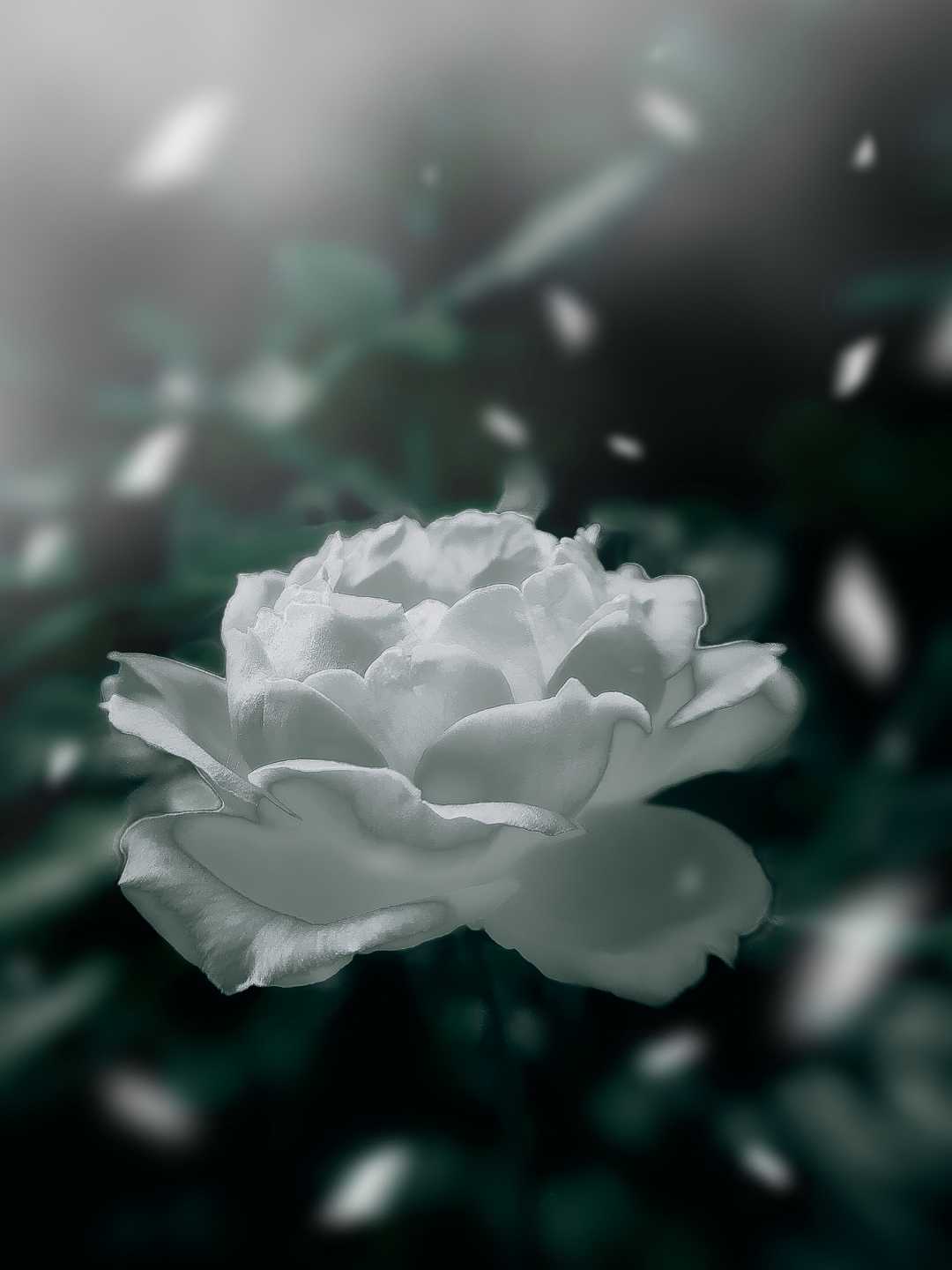 do you like white rose  🙃