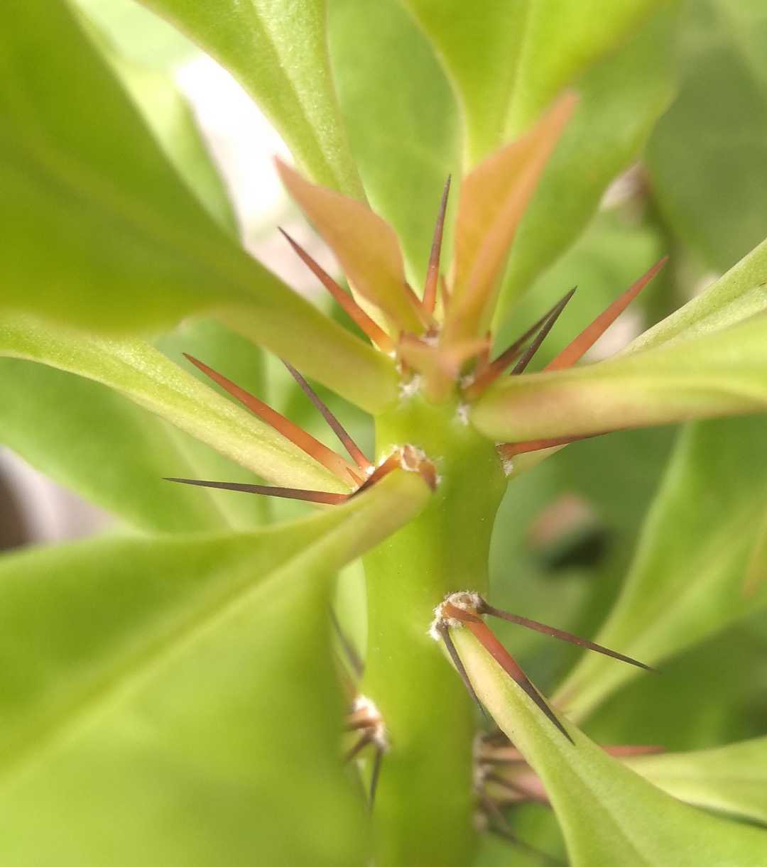 Rose Cactus plant