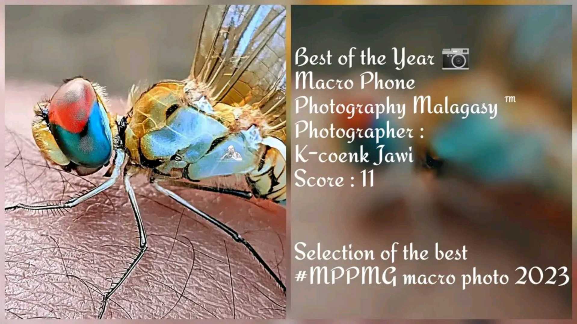 dragon fly