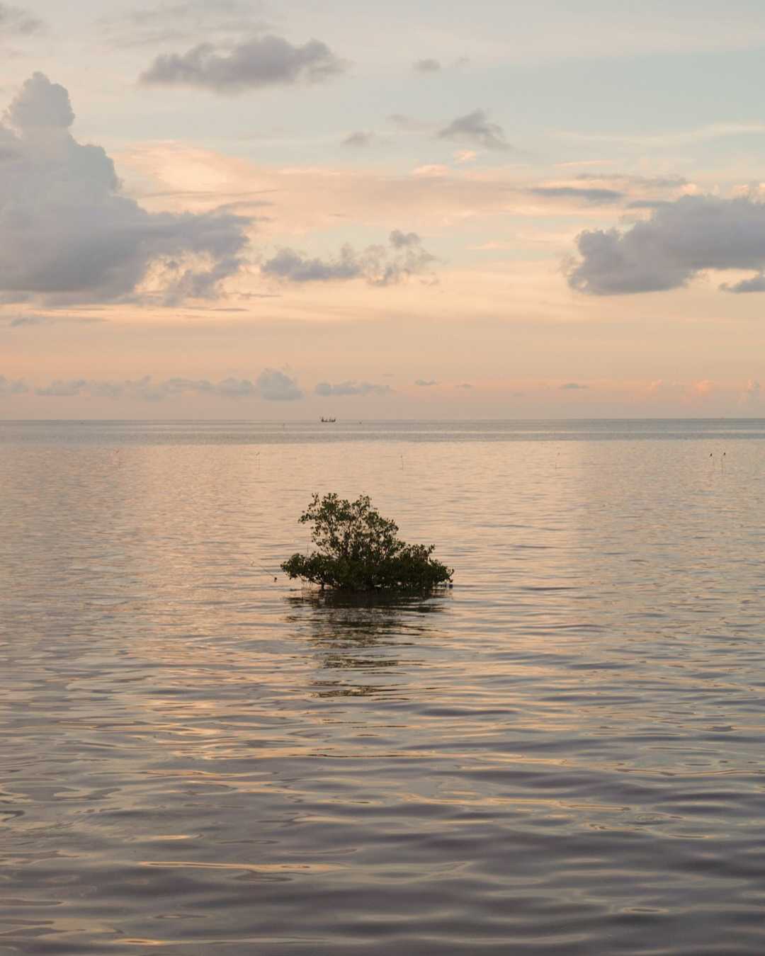 Pohon bakau yang terendam air laut