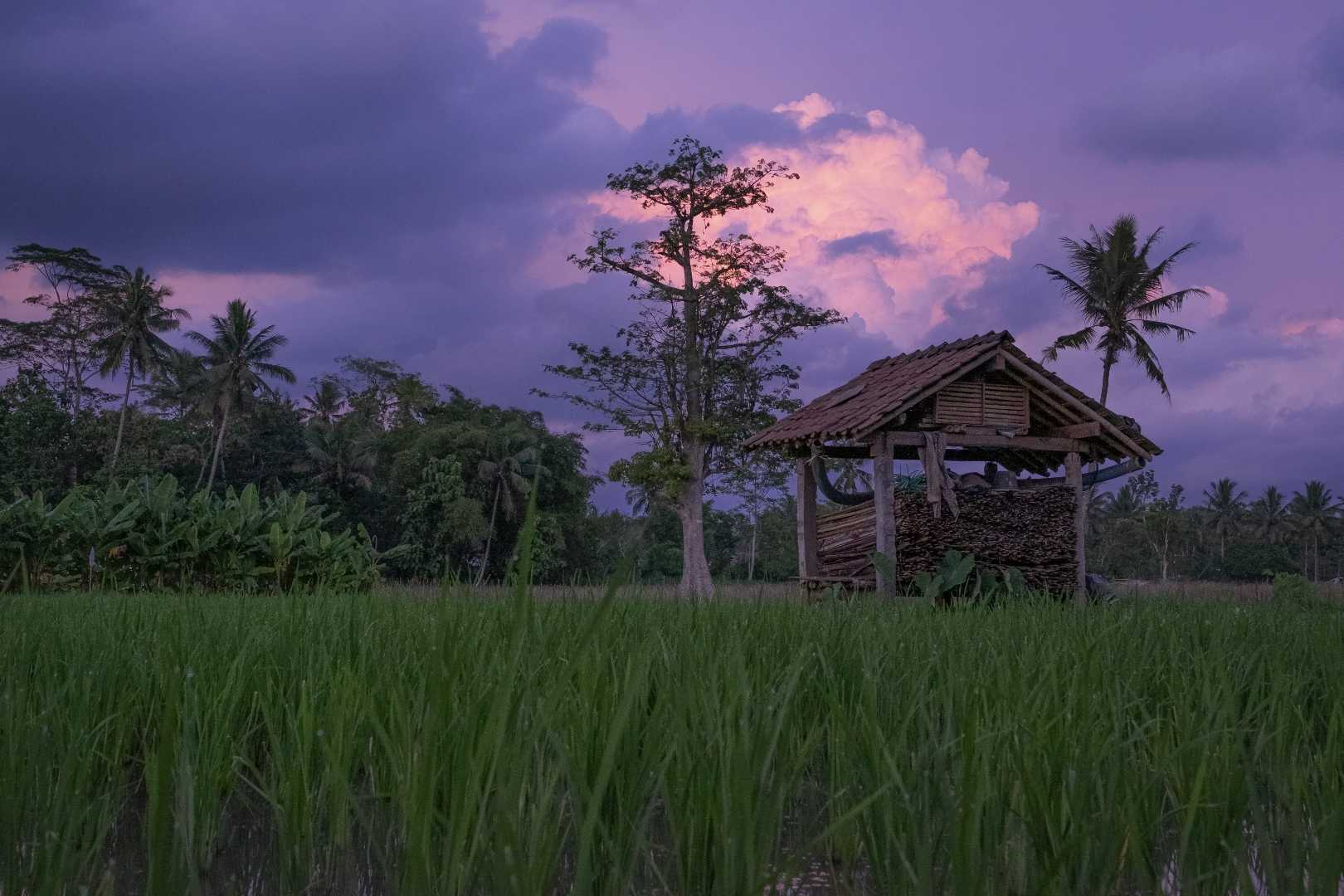 a hut in the middle of a rice field
