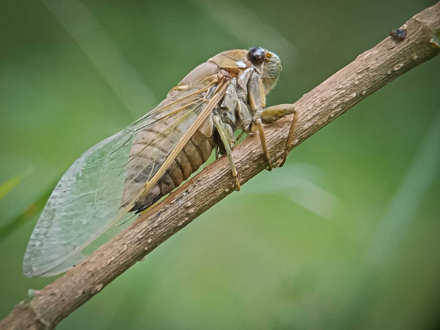 Tonggeret / Cicada