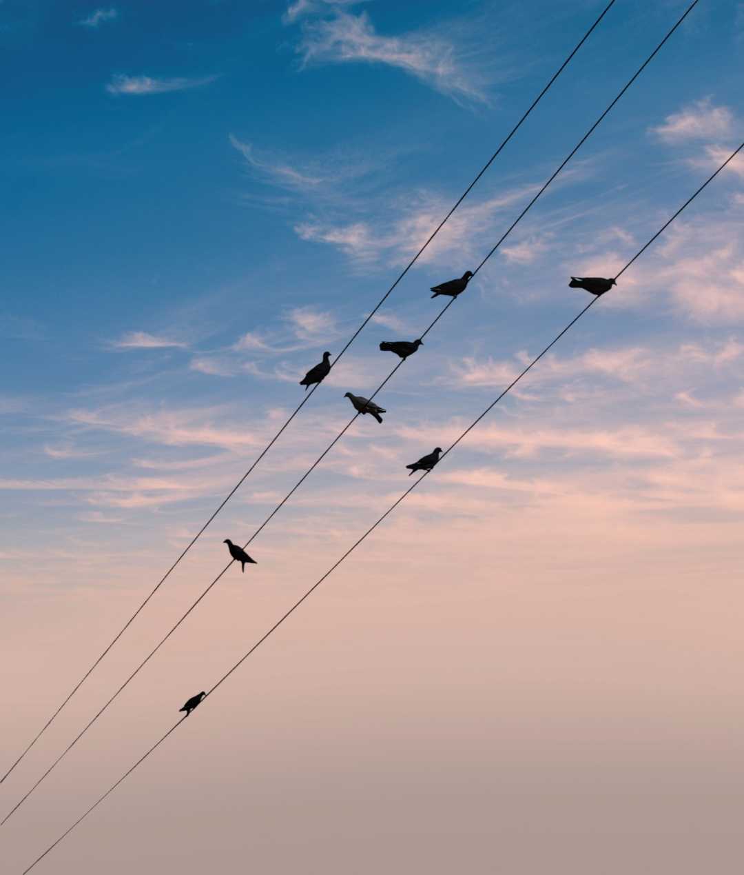 Pigeon🕊️ And Sky💙