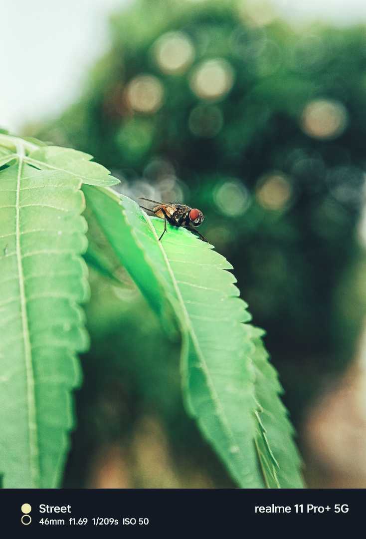 macro