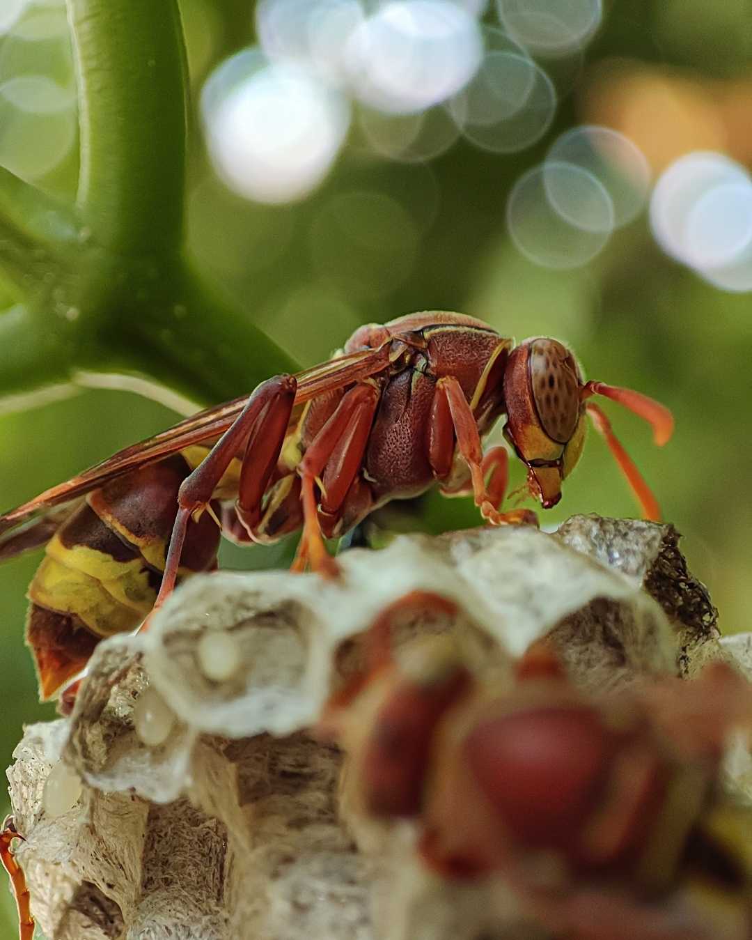 Paper Wasp