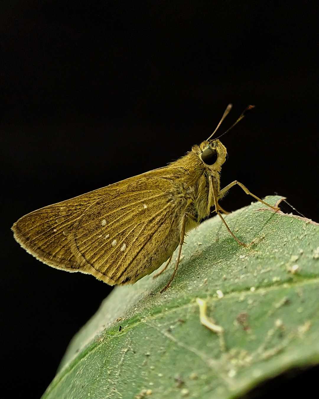 Skipper