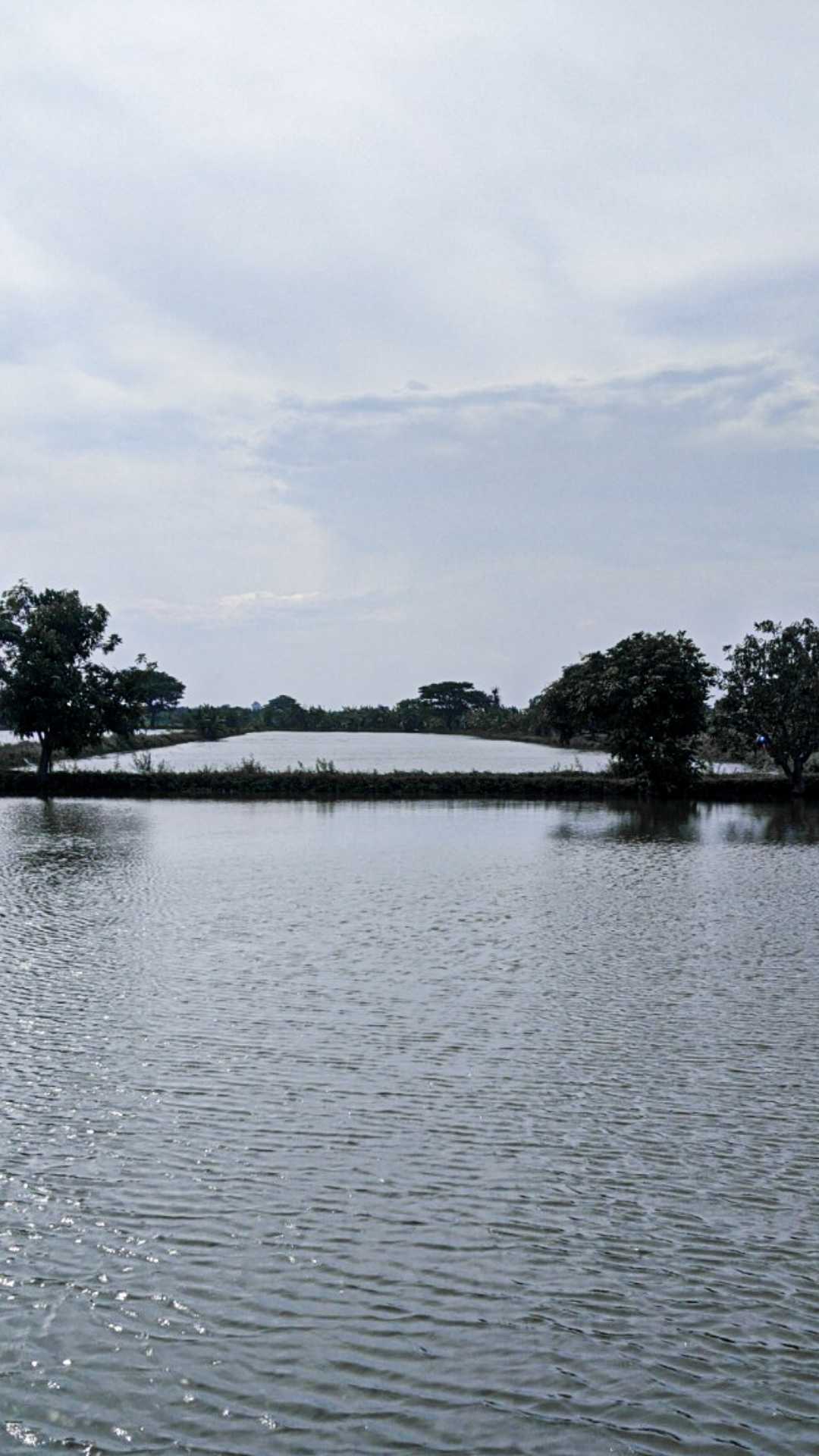 Tambak Ikan